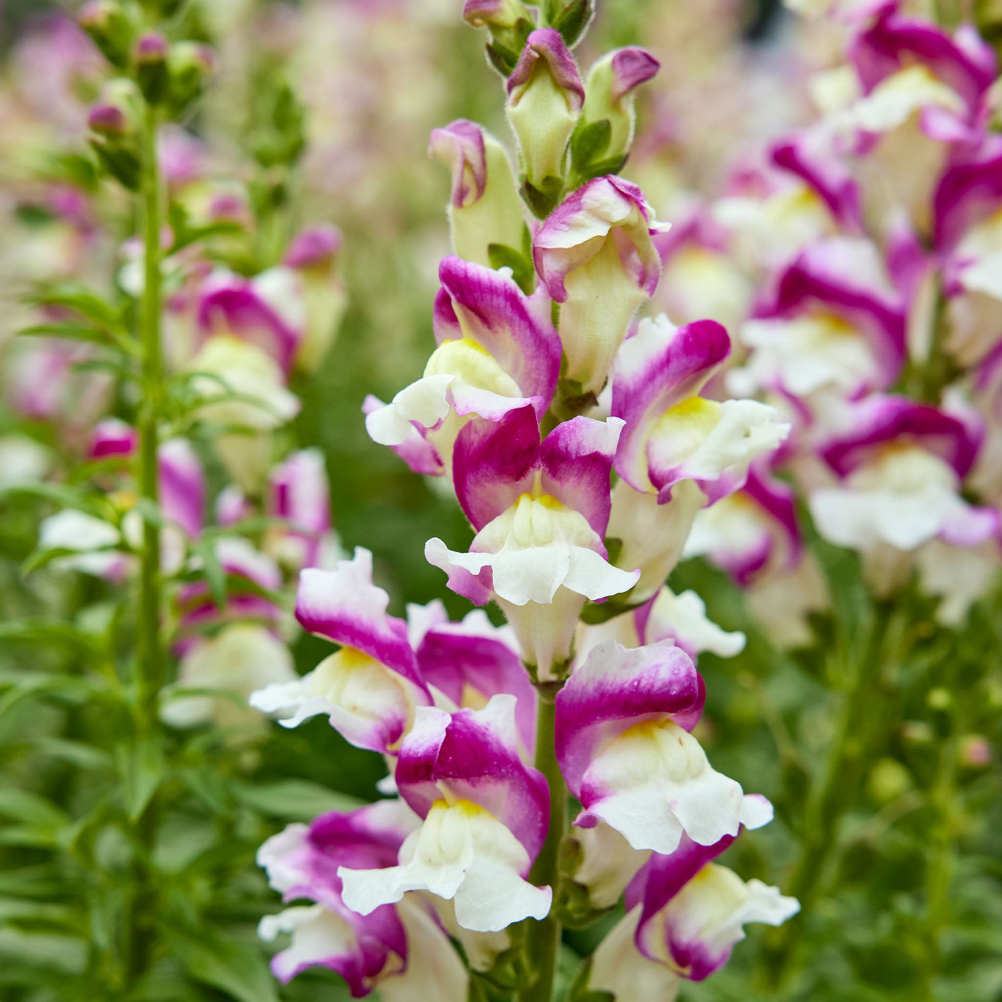 Cherry Twist Snapdragon