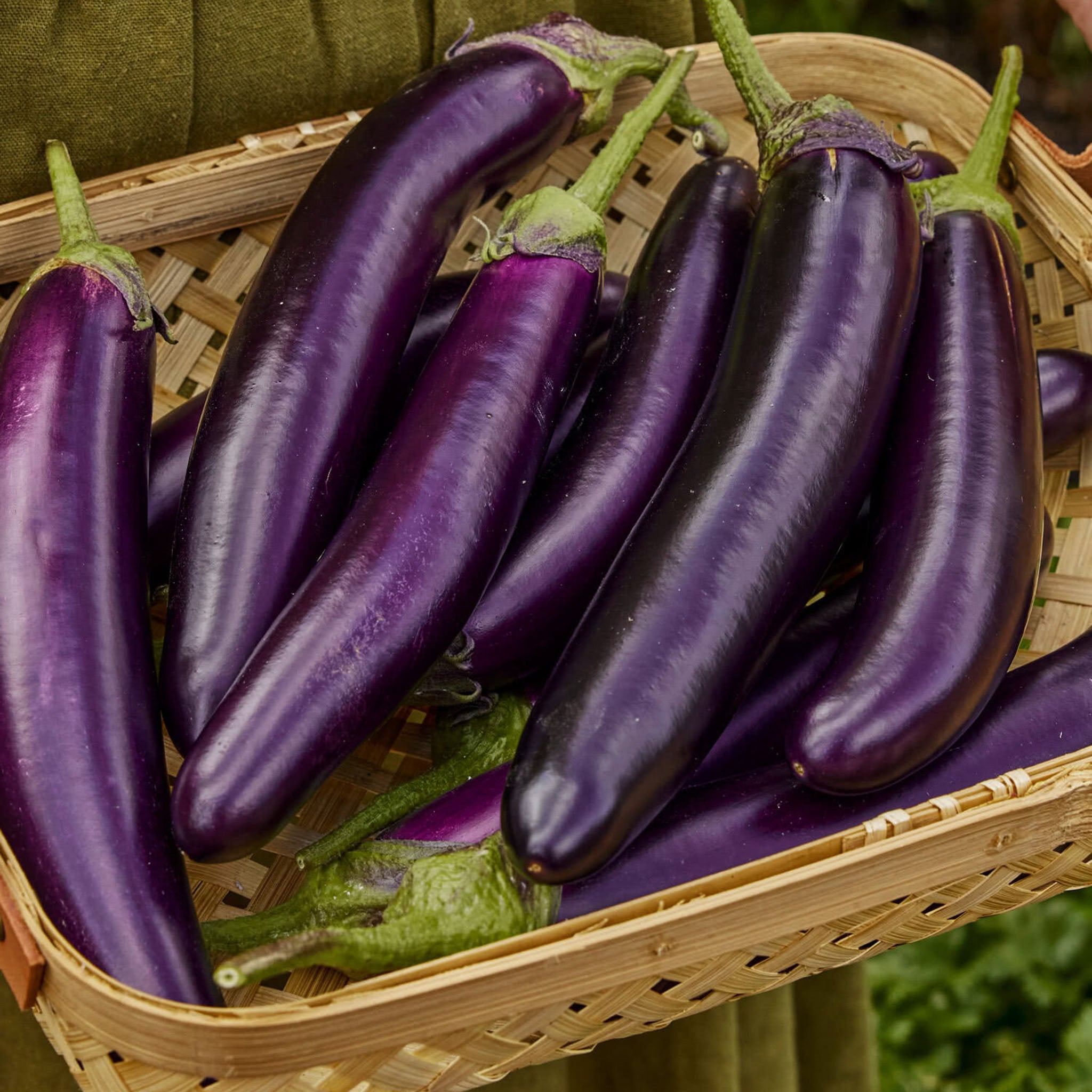 Purple Knight Eggplant