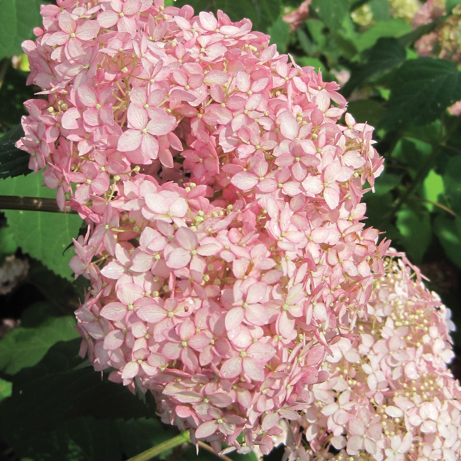Invincibelle Spirit II Hydrangea
