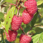 Caroline Raspberry