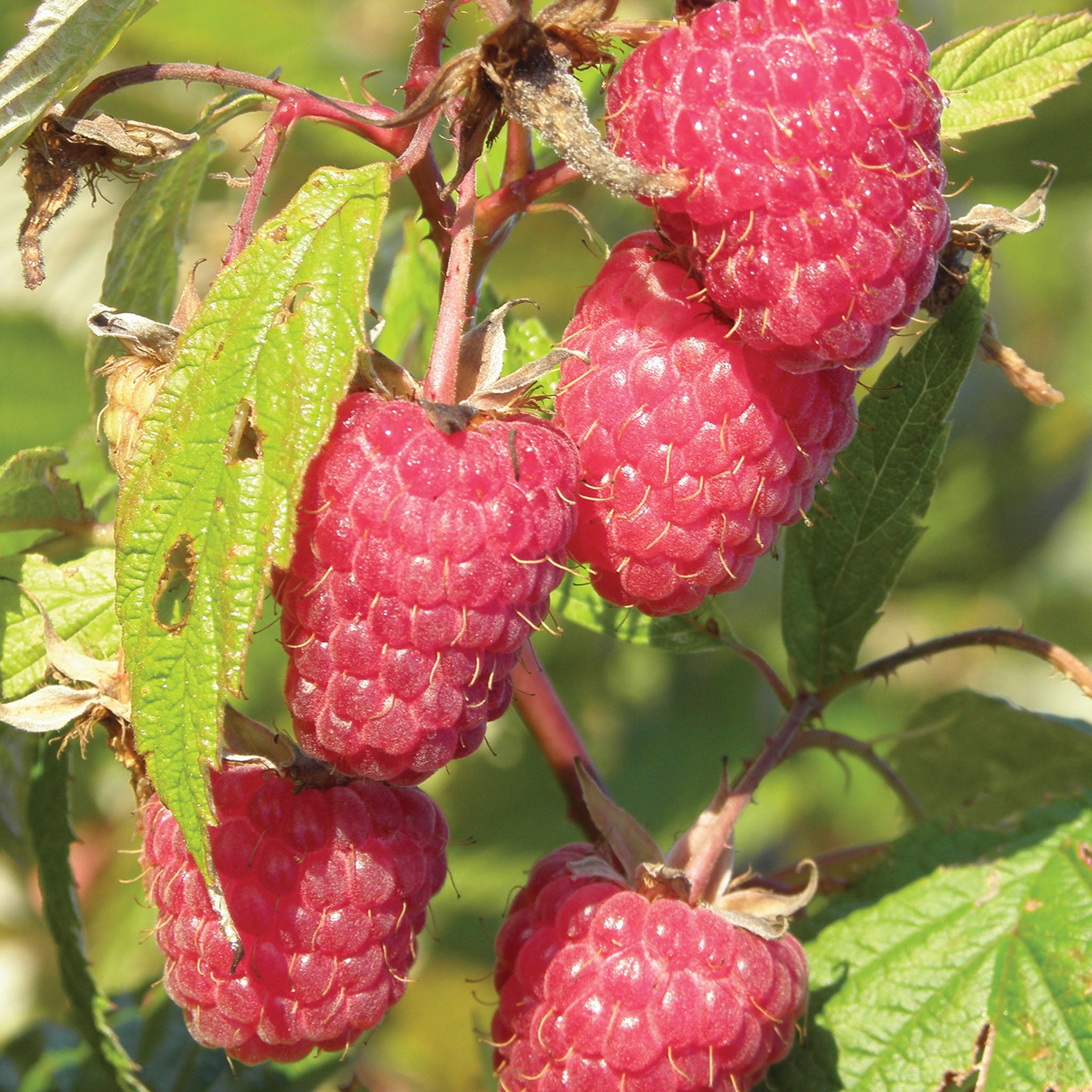 Caroline Raspberry