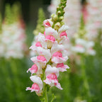 Opus™ Appleblossom Snapdragon