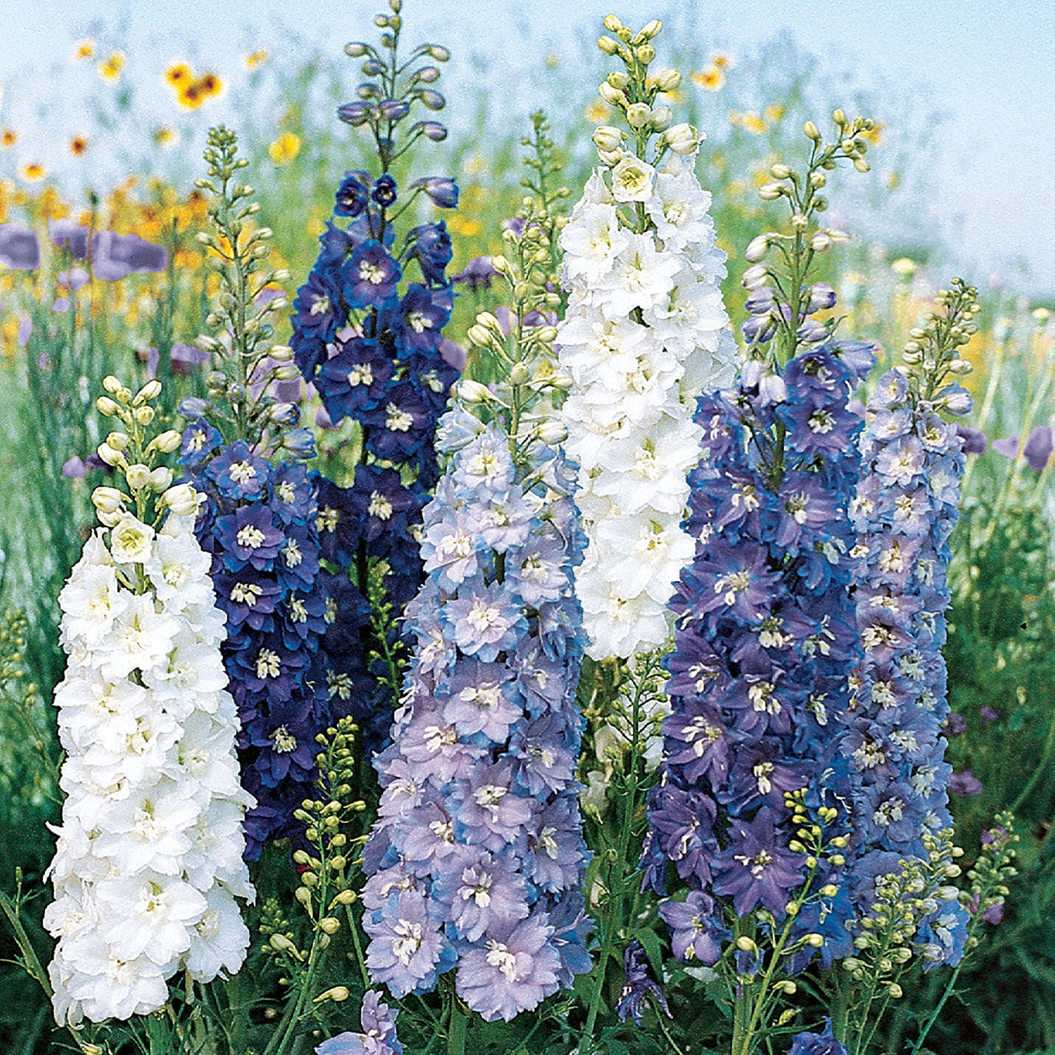 Fantasia Mixed Colors Delphinium