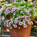 Eyeconic Cherry Blossom Improved Calibrachoa