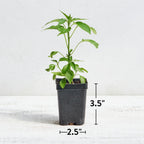 Serrano Chili Hot Pepper