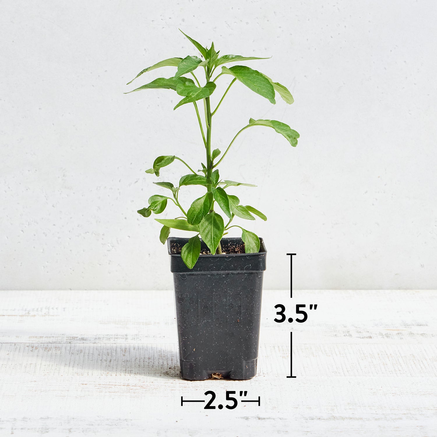 Serrano Chili Hot Pepper