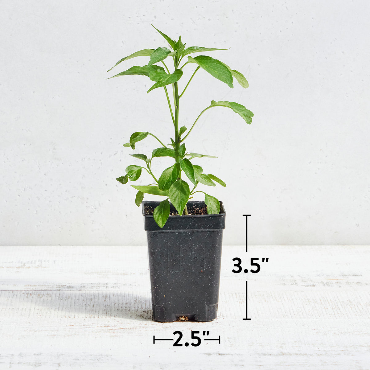 Serrano Chili Hot Pepper