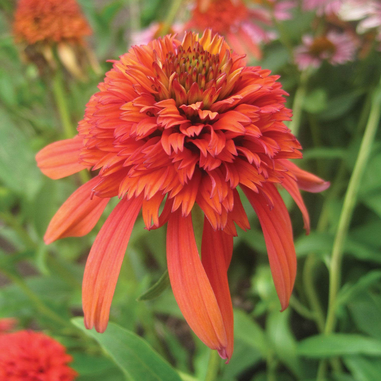 Hot Papaya Echinacea