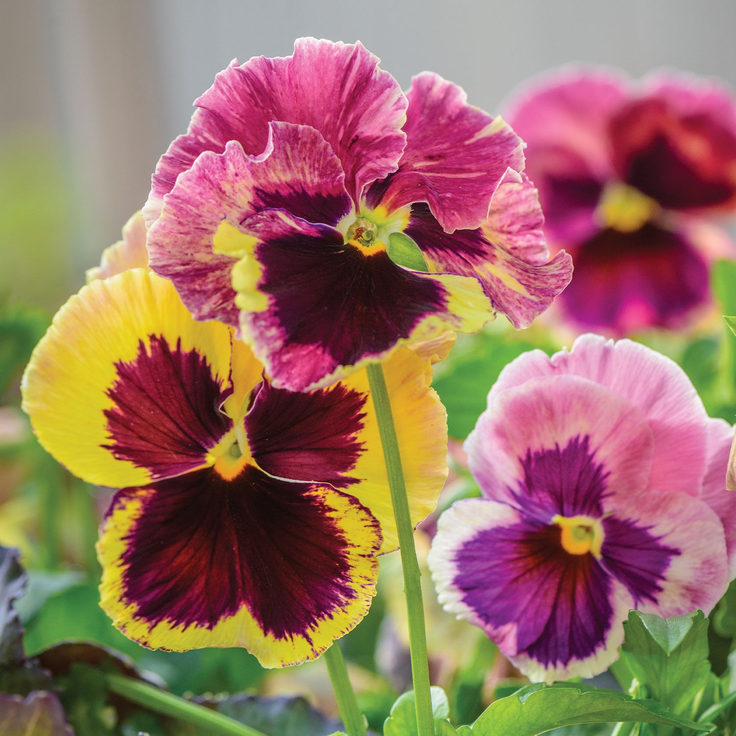 Sunrise Pansy