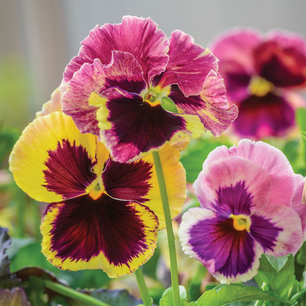 Sunrise Pansy