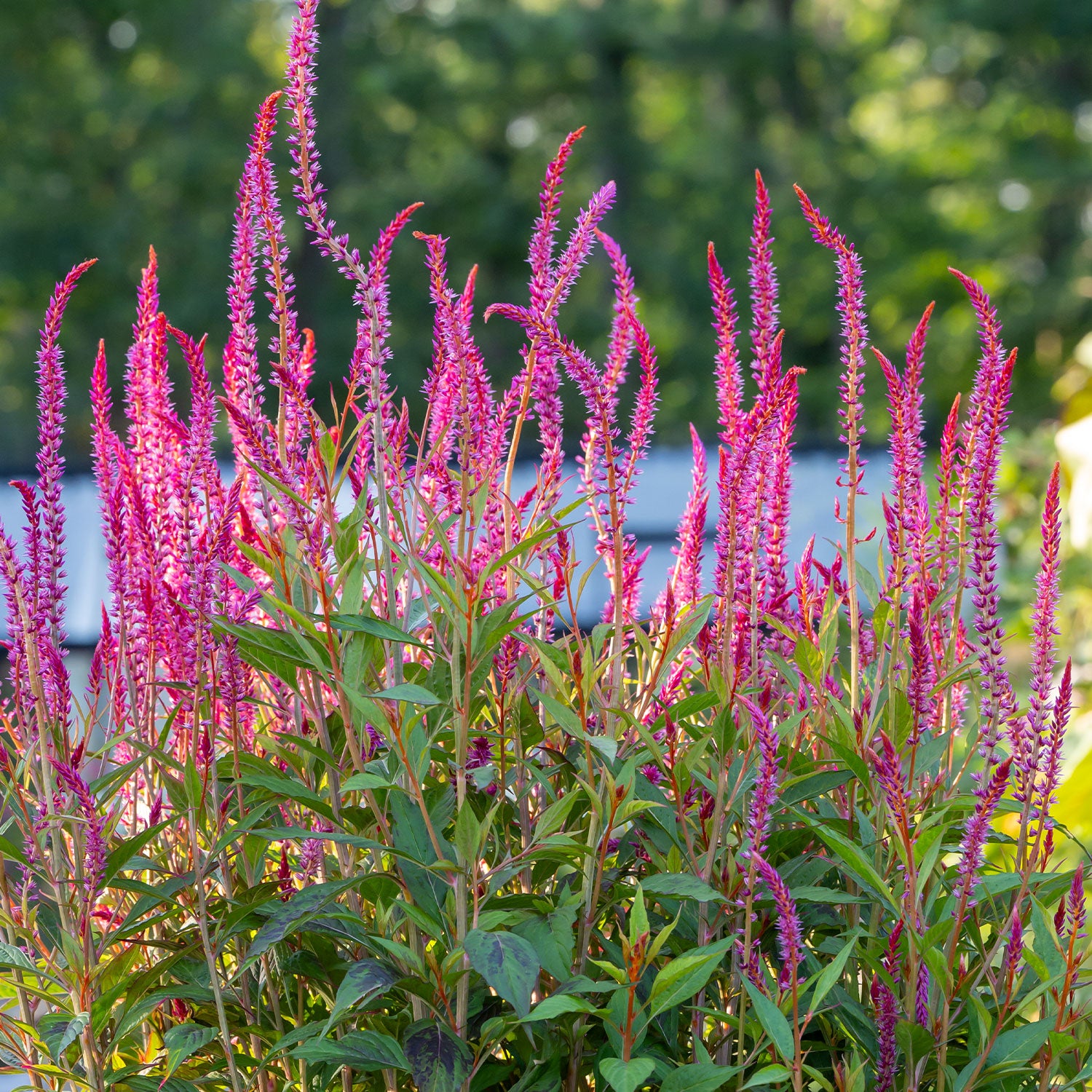Kelos Candela Pink Celosia