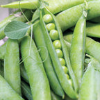 Maestro Pea