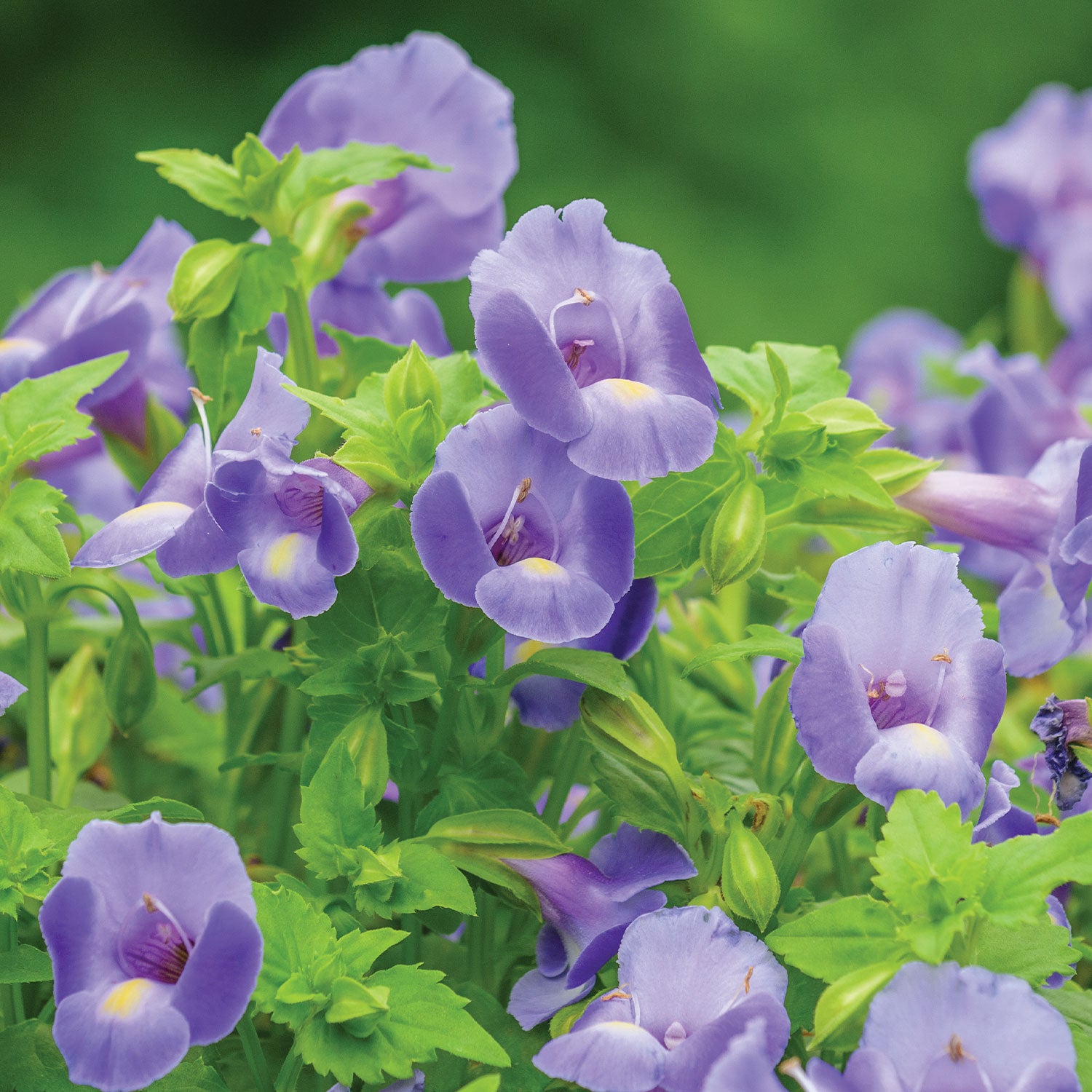 Summer Wave Large Blue Torenia