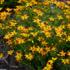 Star Dancer Bidens