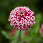 Mazurkia Zinnia