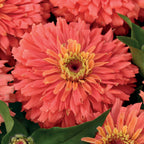 Senora Zinnia