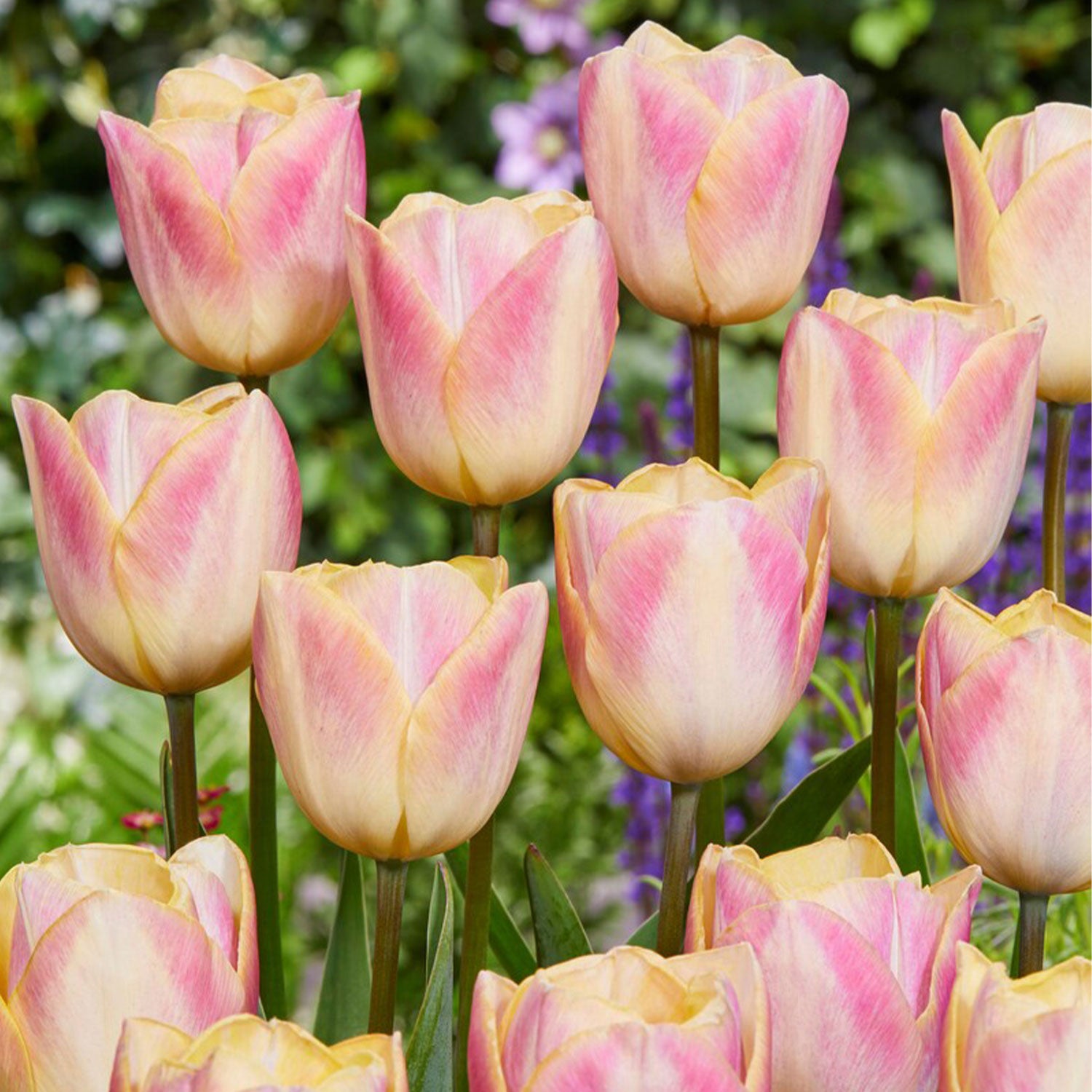 Merci Tulip Bulbs