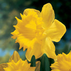 Dutch Master Daffodil Bulbs