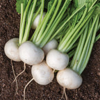 Silky Sweet Turnip