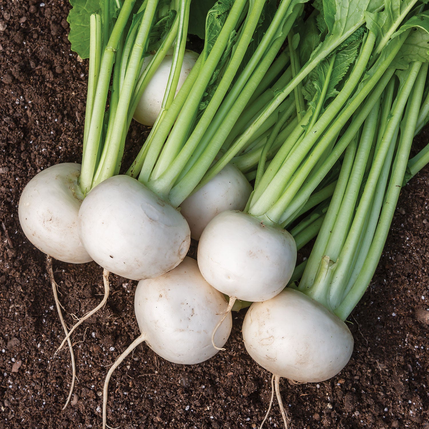 Silky Sweet Turnip