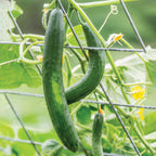 Summer Dance Cucumber