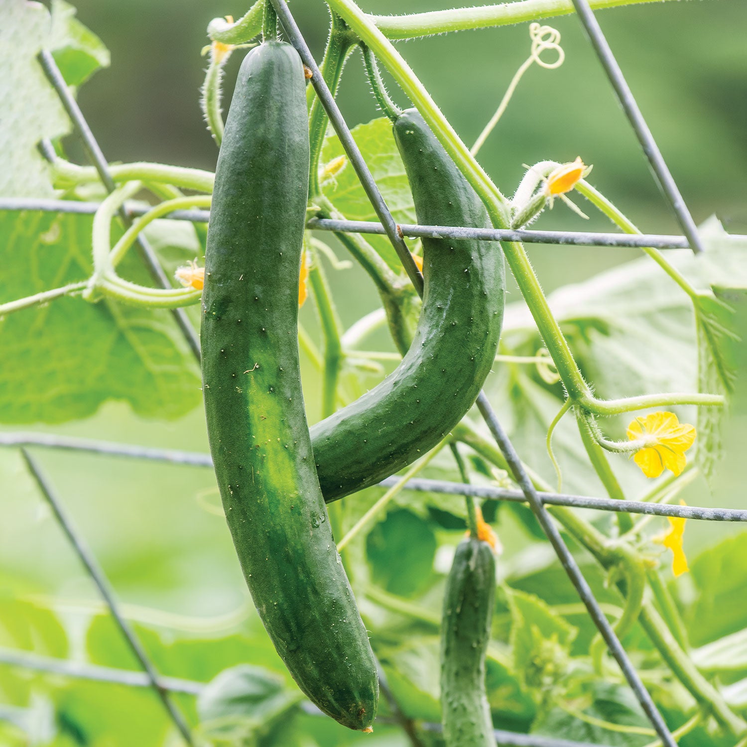 Summer Dance Cucumber