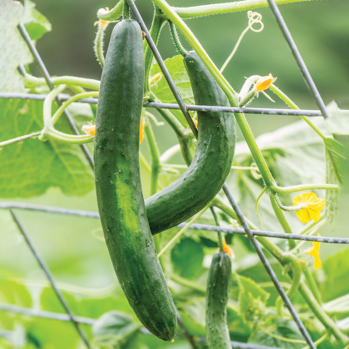 Summer Dance Cucumber