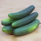 Salad Bush Cucumber