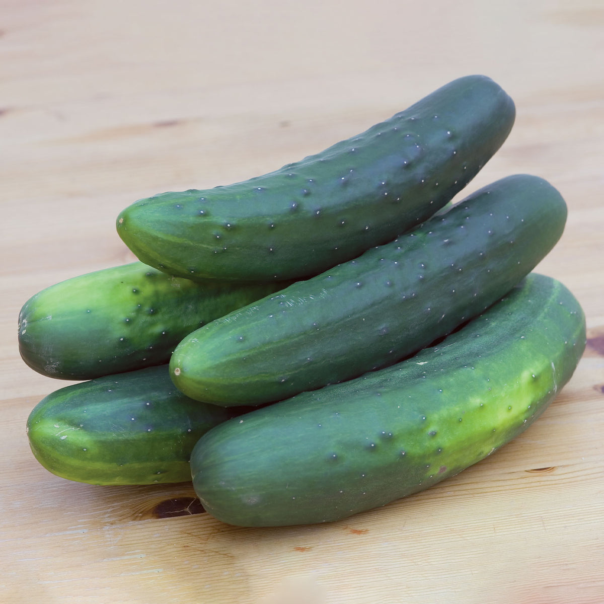 Salad Bush Cucumber