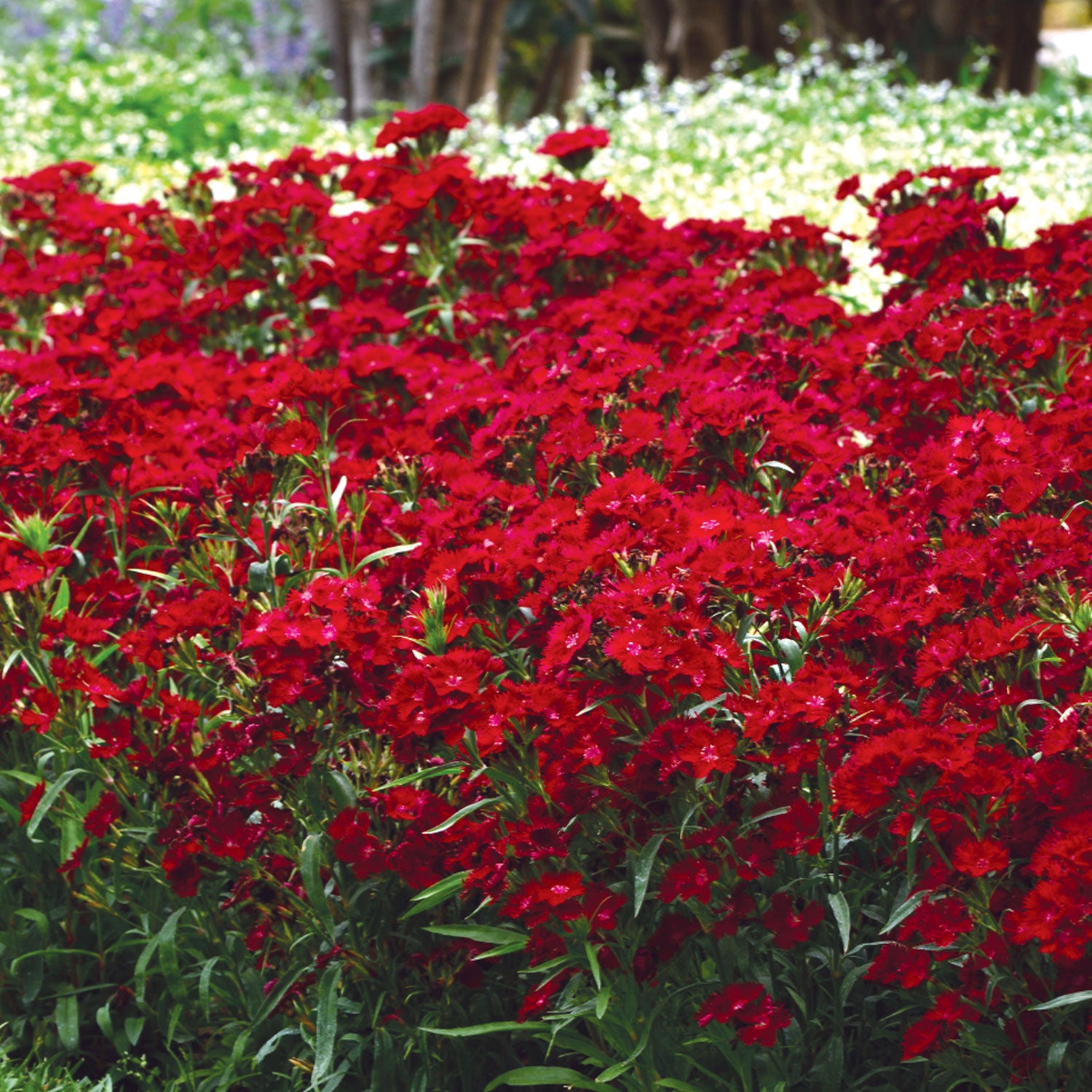 Rockin Red Dianthus Bare Root