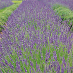 Phenomenal Lavender