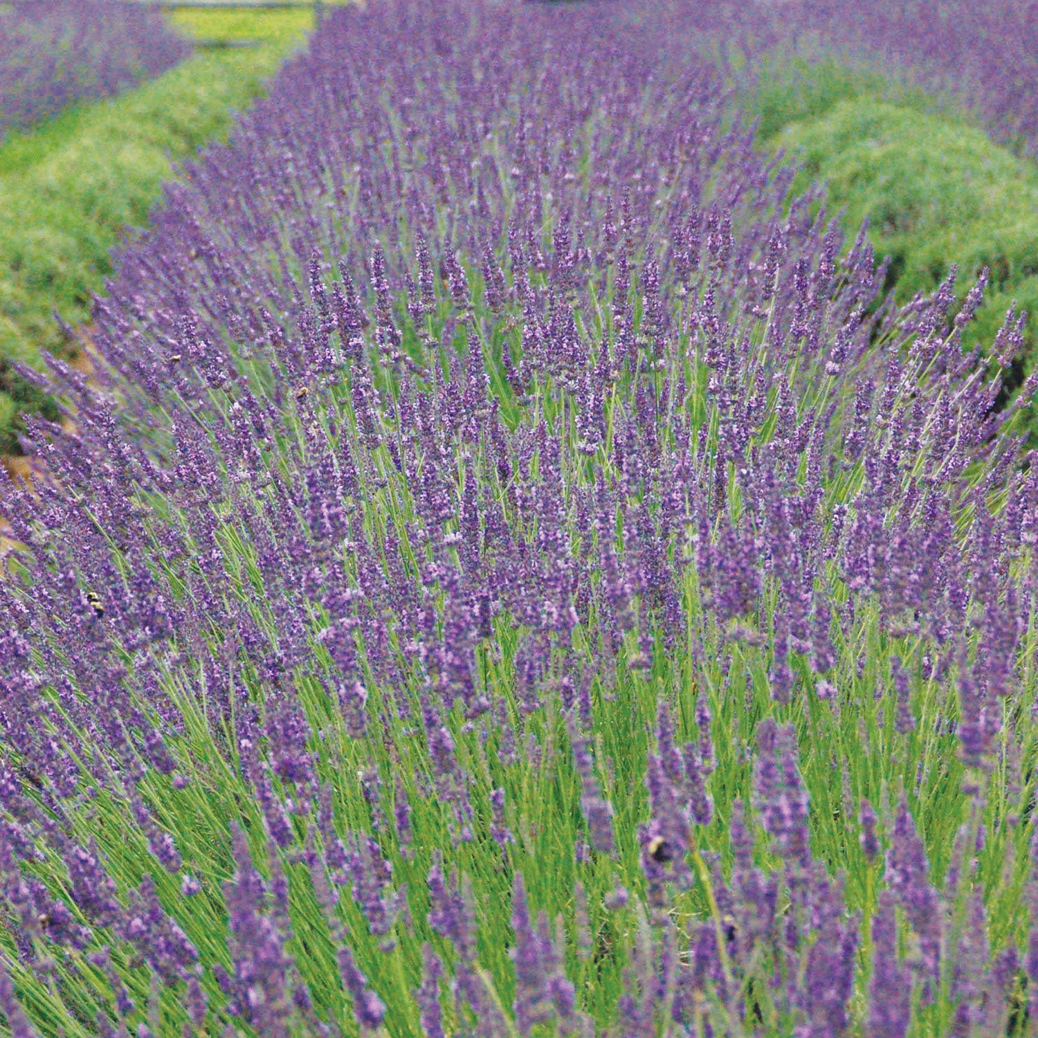 Phenomenal Lavender