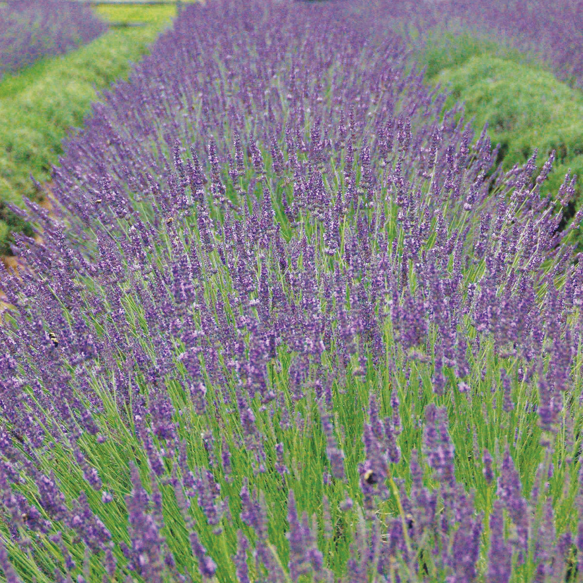 Phenomenal Lavender