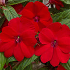 Sunpatiens Vigorous Red Impatiens