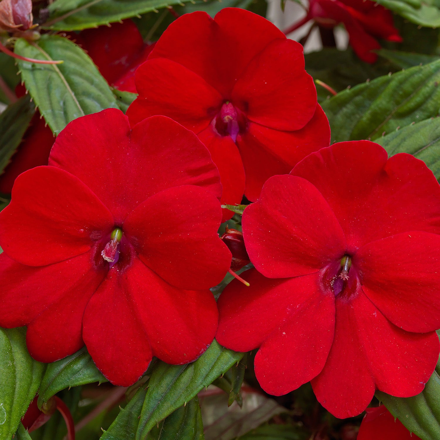 Sunpatiens Vigorous Red Impatiens
