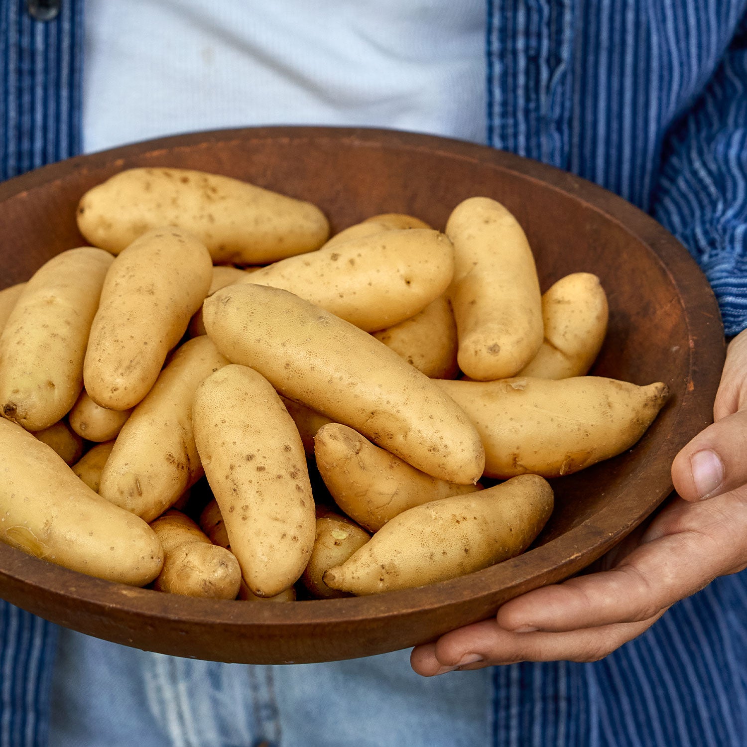 Princess Laratte Potato Tubers