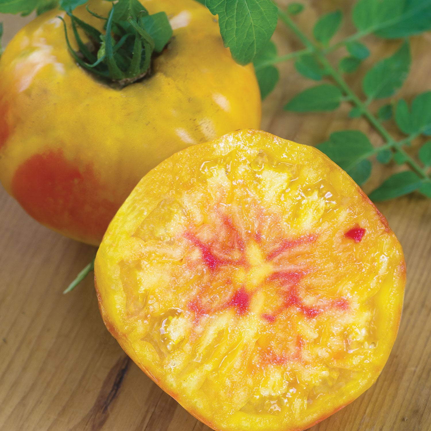 Regular Leaf Hillbilly Tomato