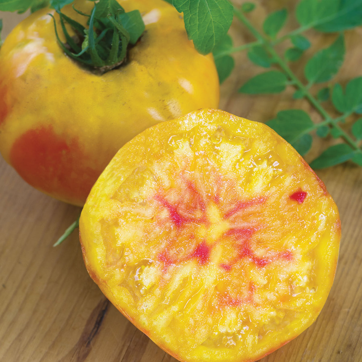 Regular Leaf Hillbilly Tomato