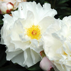 Immaculee Peony Bare Root