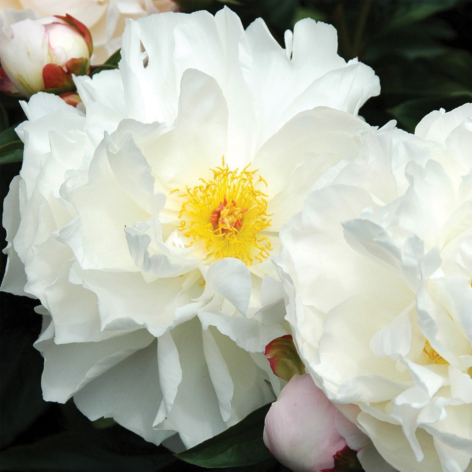 Immaculee Peony Bare Root
