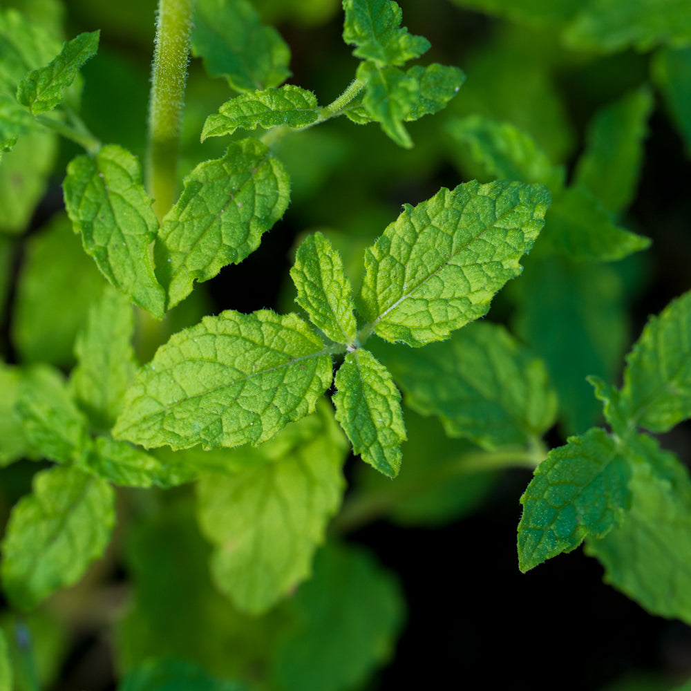Strawberry Mint