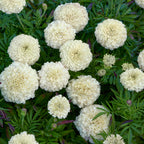 Star-Spangled Marigold