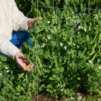 Snowbird Pea