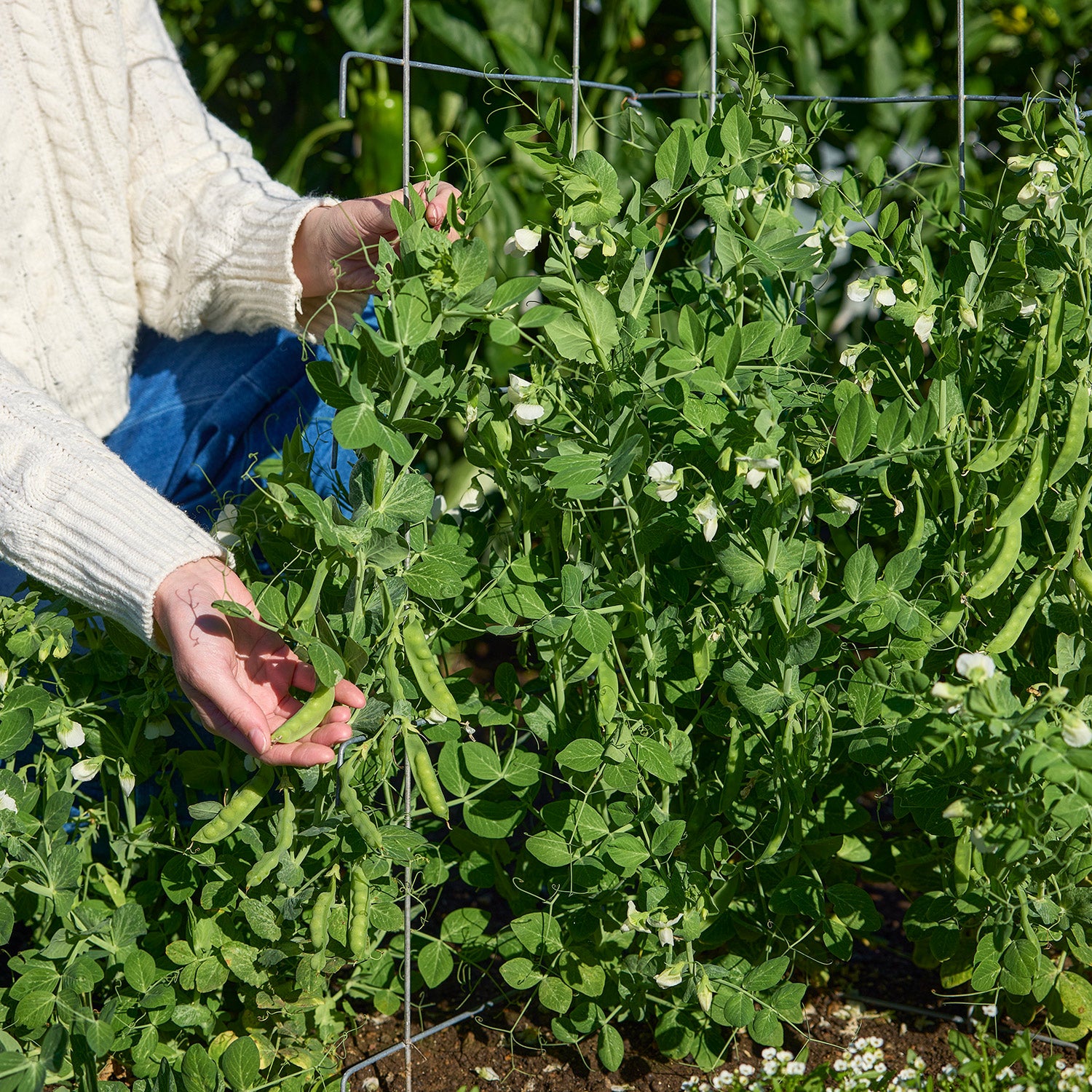 Snowbird Pea