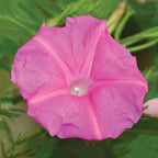 Candy Pink Morning Glory