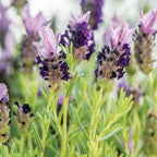 Bandera Purple Lavender