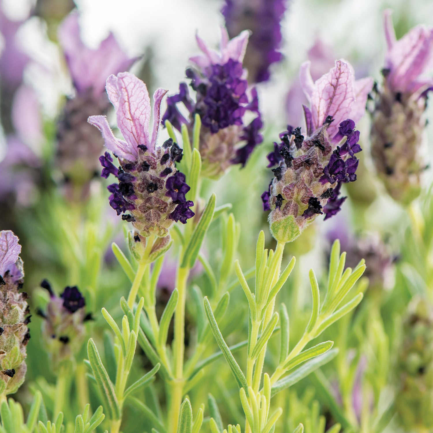 Bandera Purple Lavender