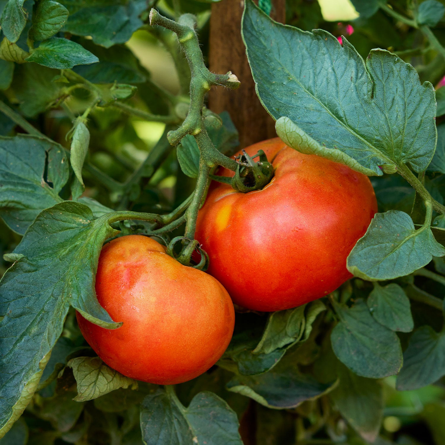 Bush Early Girl Tomato