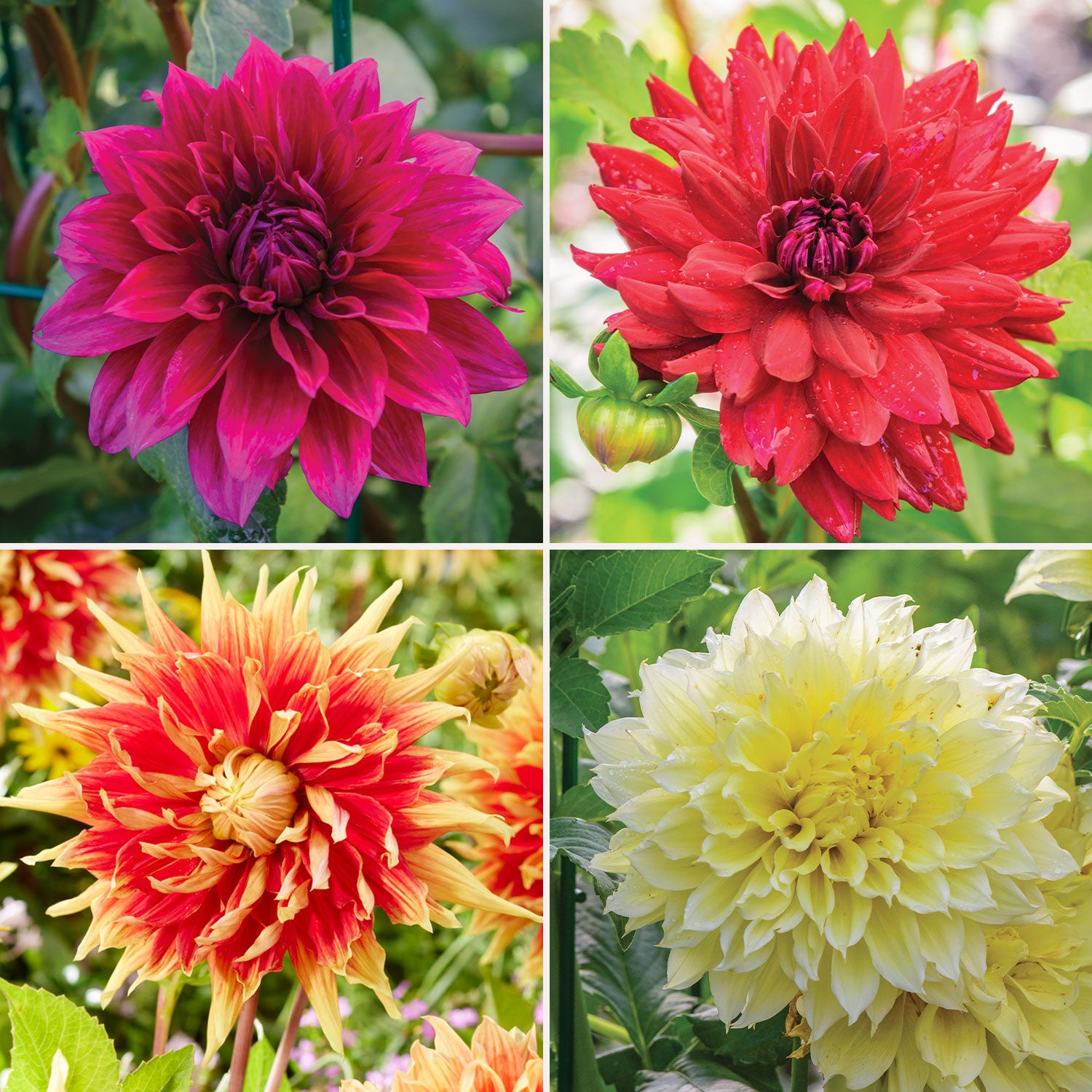 Dinner Plate Collection I Dahlia Tubers