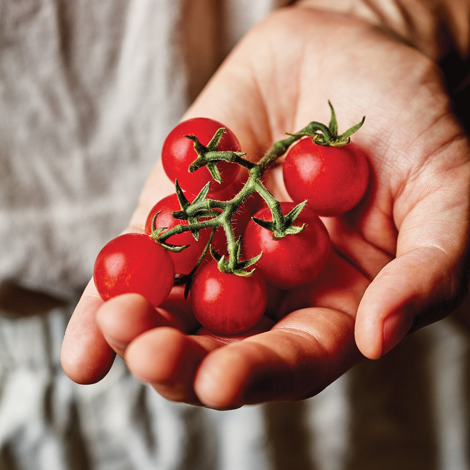 Veranda Red Tomato